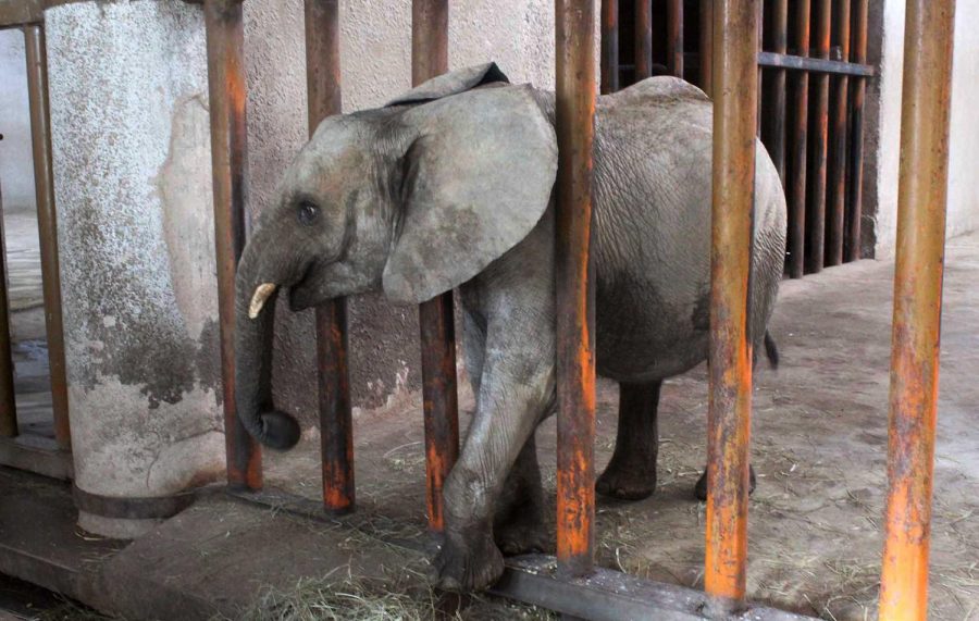 Elephant Cruelty in Zimbabwe