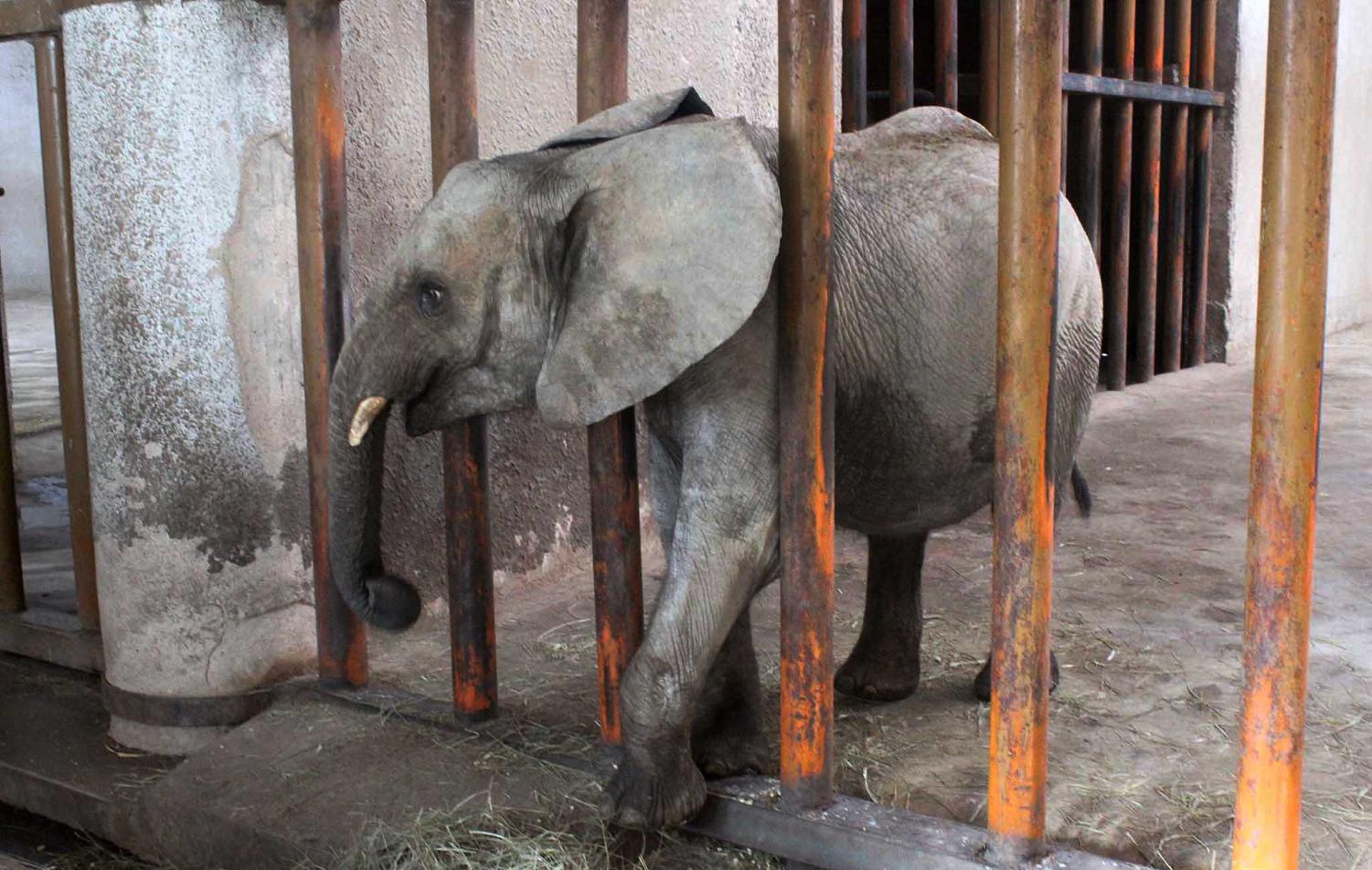 Elephant+Cruelty+in+Zimbabwe