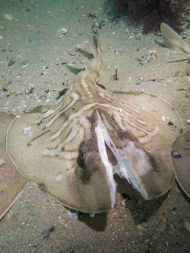 Ray Brutality by Fishermen