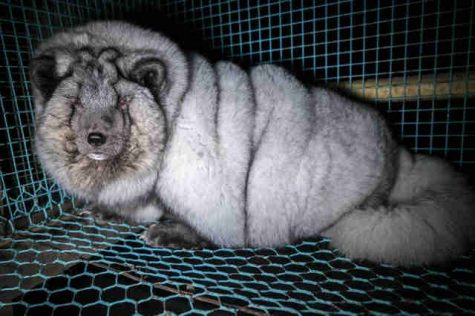 Arctic Fox Fur